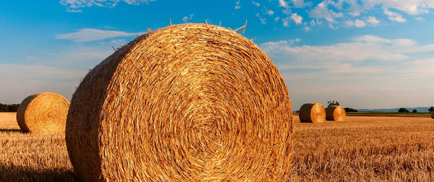 Corso qualifica di imprenditore agricolo professionale (IAP)